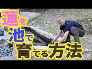 蓮を池で育てる方法（スタイリッシュ版）