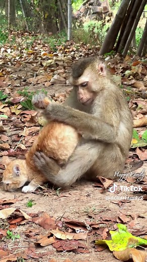 Cute Baby Cat and Dog Moments: Adorable Animal Encounters