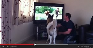 Adorable American Akita proves its pedigree with willingness to take on a bear