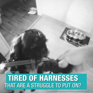 ❌ Tired of Harnesses That Are a Struggle to Put On? ✅ This Easy Harness Goes On / Off in 2 Seconds! GET IT HERE ⬇️⬇️⬇️ https://puglifeharness.com/pages/50-off-sale-ending ✅ Dogs LOVE It 🐾 ✅ Simple to Use ✅ Great for All Breeds 5lb - 140lb ❌ No More Struggling ❌ No More Pulling ❌ No More Choking Over 1,000 ⭐⭐⭐⭐⭐ Reviews - Join the #PugLifeHarness Revolution Today ⬇️⬇️⬇️ https://puglifeharness.com/pages/50-off-sale-ending | Joyride Harness