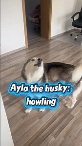 Ayla the husky and her howling lesson #husky #huskyhowling #howlinghusky