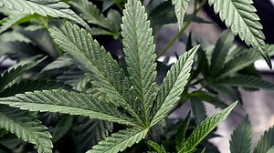 Manitoba group home currently under fire for giving teens weed