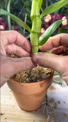 Best simple tips tutorial repotting orchid plant #orchid🌵🌵🌵🌵🌵🌿🌿🌸