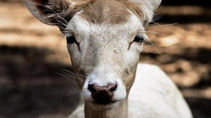 Voici pourquoi des chevreuils « ivres » se retrouvent sur la route ou dans les jardins