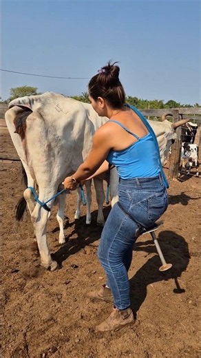 Dairy Farming cow milking hardwork #hardwork #farming #diaryfarming #cow #farmlife #milking #shorts
