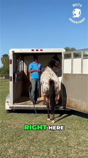 Horse Trailer Training: Comfort & Backing Out Explained
