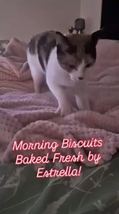 64 reactions | Adopt this calico perfection of a cat!! She is a young adult who ADORES her humans, loves laps, cuddles and shoulder rides! 殺殺殺殺殺 | Kitt Crusaders | Facebook