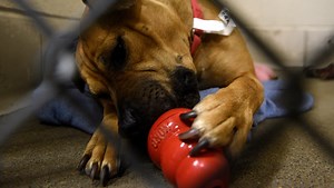 Bark Nation volunteers treat shelter dogs to turkey-filled chew toys