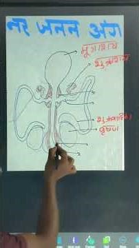 नर जनन अंग ।।nar janan ang ।।#humanreproduction #education #10thbiology #vviquestion