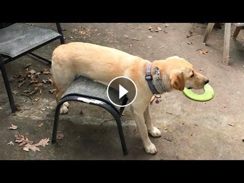 Dogs Being Goofy And Weird | Funny Dog Videos 2025 #Video