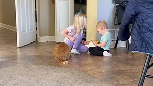 😂 🎂 Birthday girl Carrot now same age as Claire. | The Cat Named Carrot