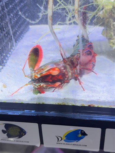New Mantis Shrimp Died Right After Entering the Tank – I Don’t Know What Went Wrong#viralvideo #video #viral #shorts #aquarium #MantisShrimp