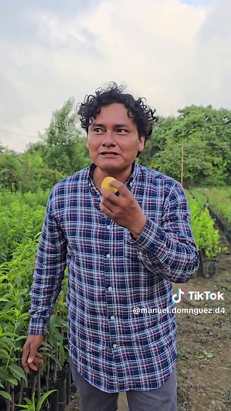 Injertos de durazno pequeños con fruta: guía rápida