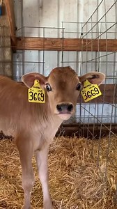 611K views · 604 shares | A stroll through the calf barn, talking...