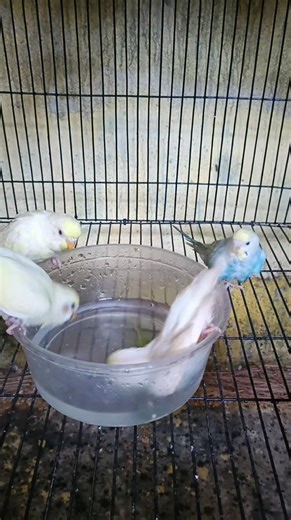 6K views · 211 reactions | budgie taking shower #budgies #budgiebreeding #breeding #breedingseason #budgiebird #fbreels #birdsolution #birds #fbreels25 #fbyシviral #fbreelsvideo #birdschallenge #birdsonearth #birdsaviary #birdlovers #birdsolution #reelsvideo #reelsfb #bangladeshi | Bird Solution | Facebook