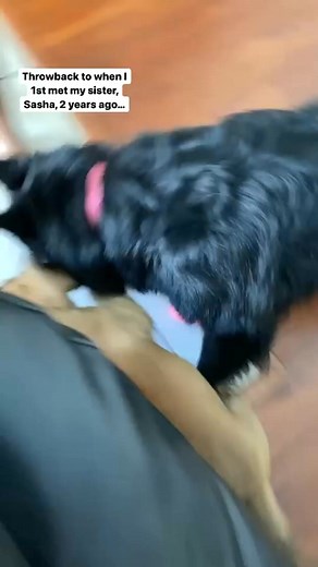 1.3K views · 26 reactions | #throwback #englishmastiff #englishmastiffs #englishmastiffsofinstagram #englishmastifflove #mastiff #mastiffs #mastiffsofinstagram #mastifflover #englishmastiffzone #mastiffpuppy #puppy #puppylove #p | The Bruno | Facebook