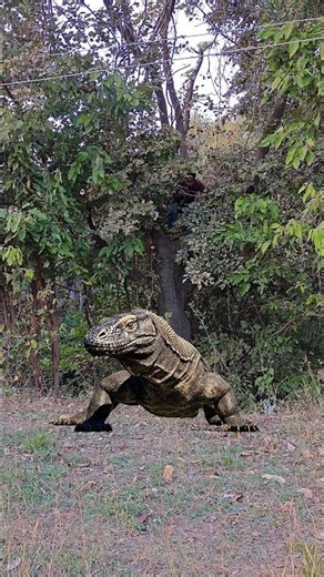 Komodo Dragon Attack #dangerous #angry #komodo #attack