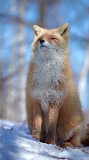 The Red Fox is the Largest is the true foxes and one of the most widely distributed member #animals