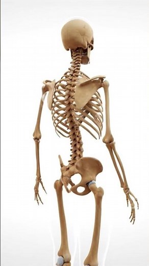 Skeleton system#3danimation