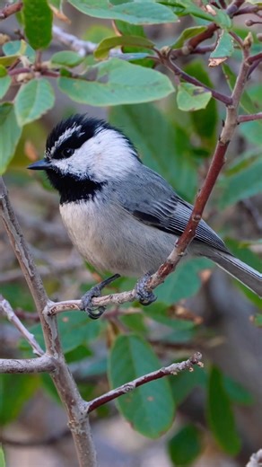 The MOST NERVOUS Mountain Chickadee! #twitch #mountain #bird #movement
