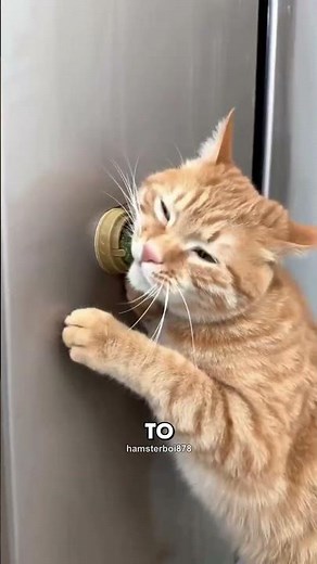 Why Catnip is Actually a Biological Key to Your Cat's Brain