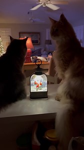 24K views · 5.4K reactions | We love grandma’s snow globe  | Fisher The Maine Coon | Facebook