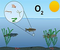 Measuring Dissolved Oxygen in Water by Azide-Winkler Method