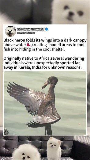 Black Heron’s “Canopy Fishing” Trick #wildlifefacts #animaladaptations #wildliferescue