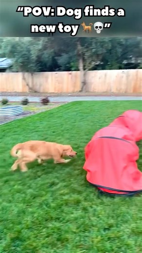 My Dog Doesn’t Need Me… He Plays Alone 😂🐶” #funnypets