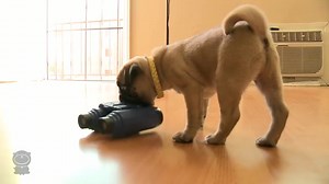 This Pug wants to see the action up close | Pug Collective