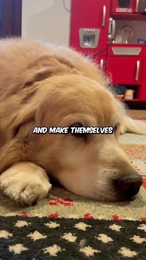 What is your dog’s favorite sleeping position? 👀 #dogfacts #dogs #dogbehavior | PetLab Co.