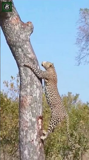 Leopard on Awesome Demonstration