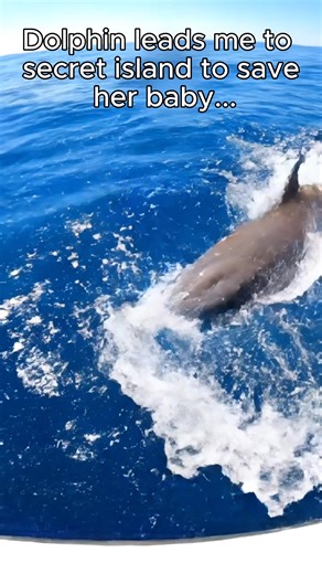 They are so smart! Wait for it! #animals