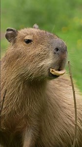 Be honest... capybaras are your favourite animal too, right? 🐾