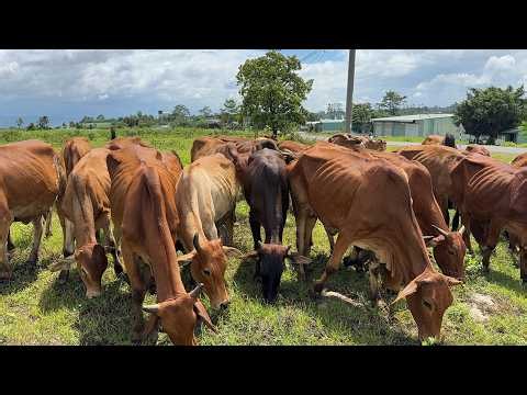 Video of cows grazing in the meadow - Animal sounds of cows, cows mooing video 4K, Part 4