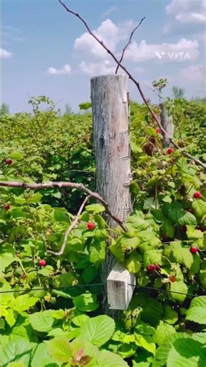 Raspberry picking 😋| #berrybenefits #youtubeshorts #berry #gym #nature #shorts #christmas