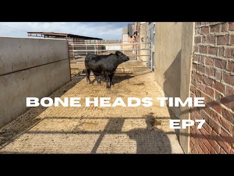 Cows to Slaughter & Driven Partridge Shooting at Harpton Estate with 410s EP7
