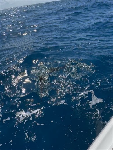 Two Conchs Charters on Reels
