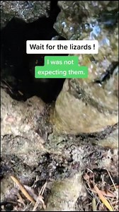 While watering Olive trees in the south of France a cute gecko appeared from the inside of a hollow trunk. #lizard #reptile #gecko #animals | Sushi and Runt