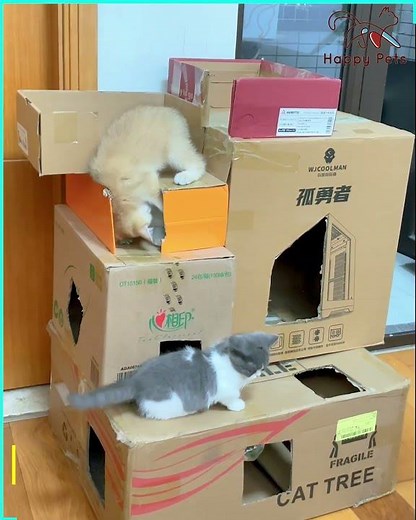 Cats & Cardboard Boxes: Pure Joy Explodes! 📦😺