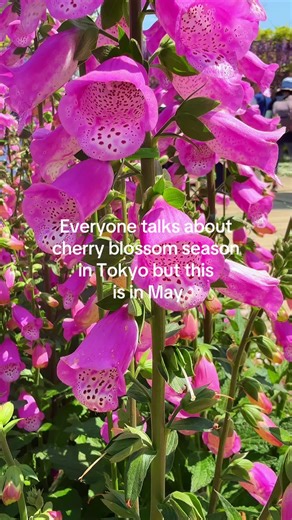 Ashikaga Flower Park: May Blooms Beyond Cherry Blossoms