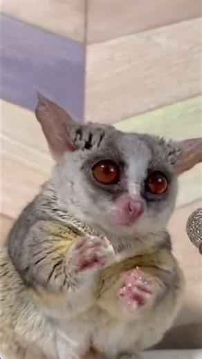 Why Is the Slow Loris So Dangerous?