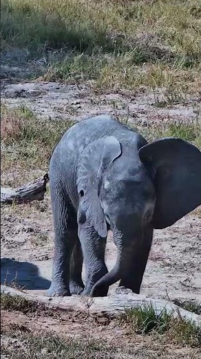 Just a Baby Elephant Exploring Its World ✨🐘