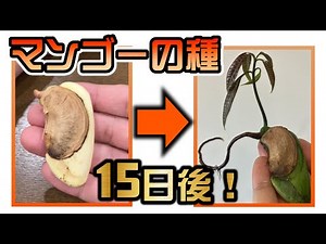 【マンゴー】種から芽が出た★１５日目★水耕栽培