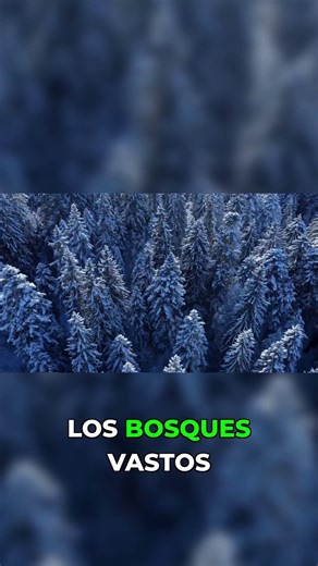 This Frozen Ecosystem Defines the Global Climate #Permafrost #Forest