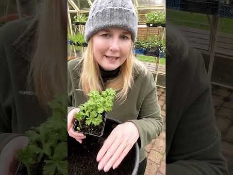 Planting Anemones and Ranunculus in Containers