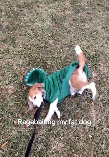 Bro still caught it tho 😭 #dog #funny #viral | dogs