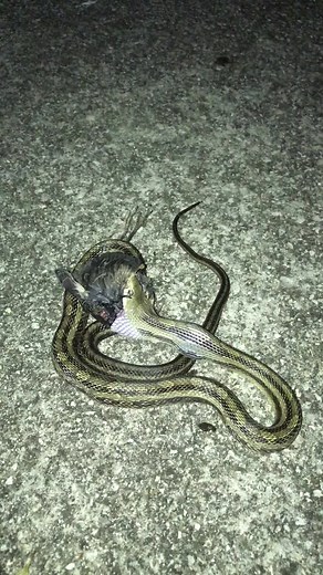 Snake Eating a Bird: Nature's Fascinating Encounter