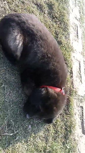 new foundland dog baby