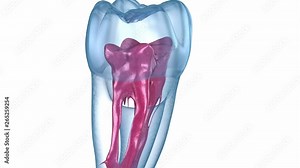 Dental root anatomy - First maxillary molar tooth. Medically accurate dental 3D animation